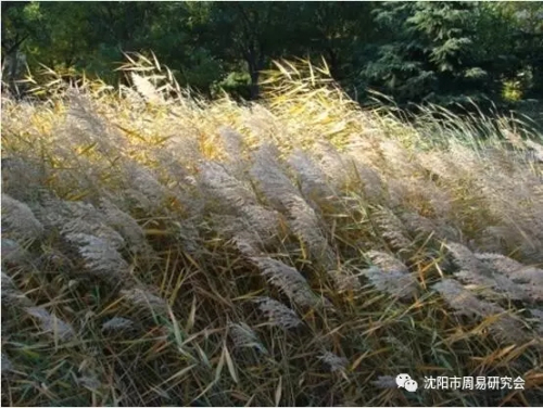 你知道“风水”中的“风”吗？（徐丞彰）